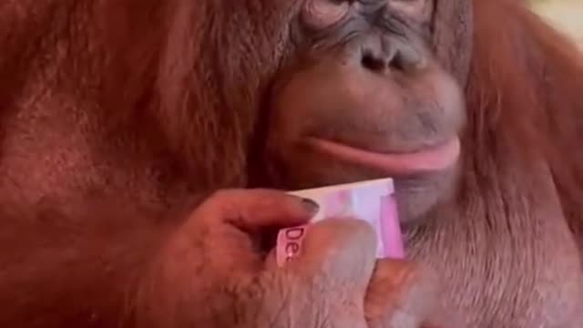 orangutan drink tea