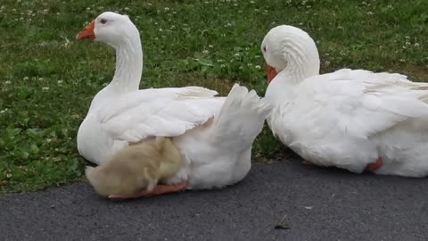 Geese are not known for the PDA's 20200628