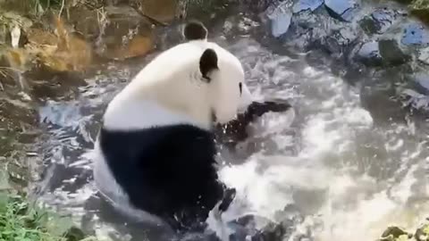 Splish splash taking a bath