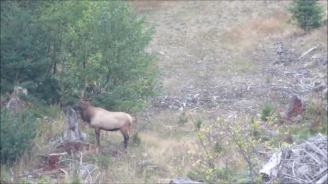 Another Good WA Bull