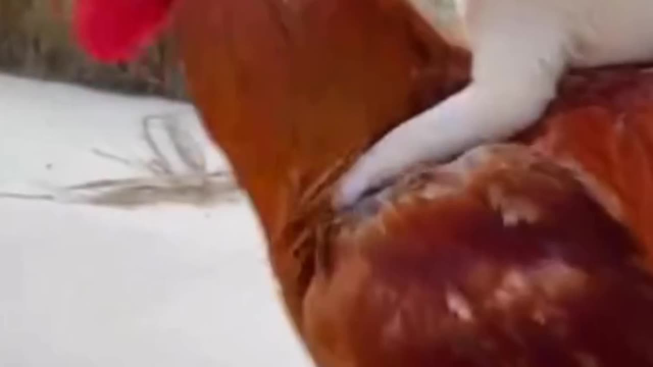 Dogs and chickens walking