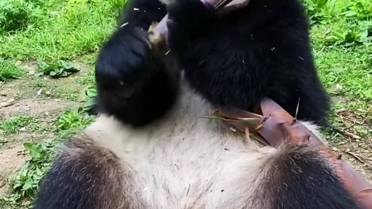 Cute panda Eating 😋