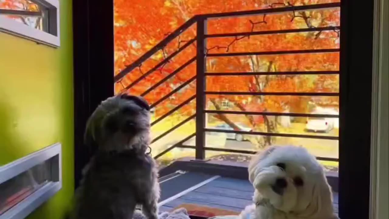 Cute dogs 🐶 ❤️