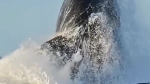 Biggest whale jumps out of water.