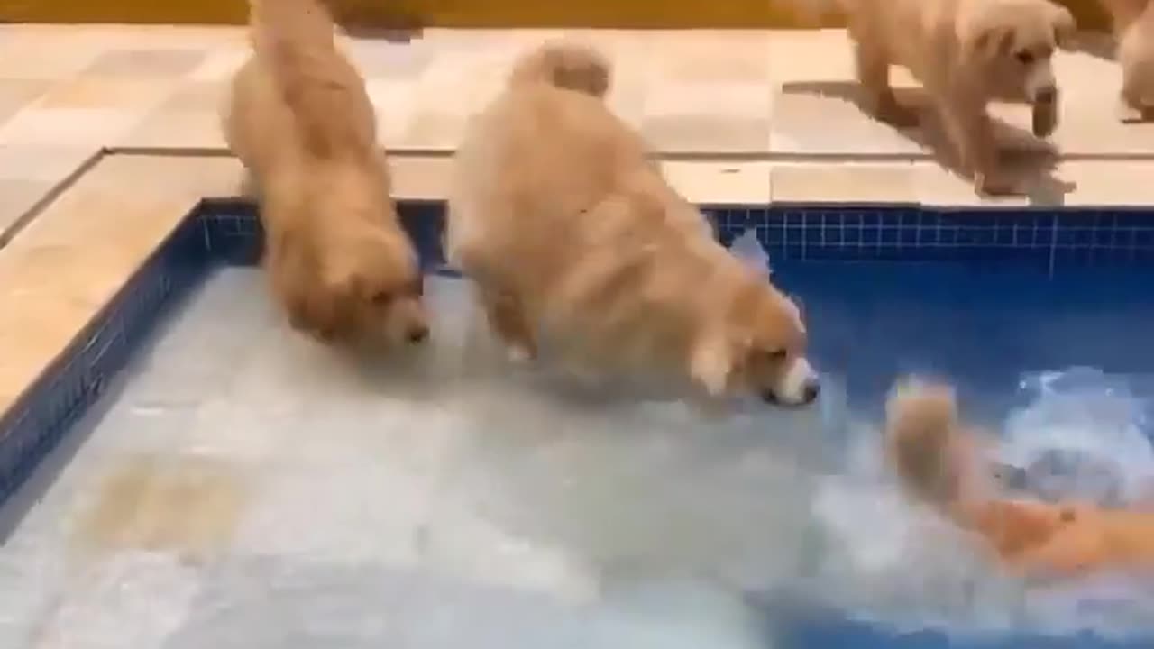 Dog's pool party