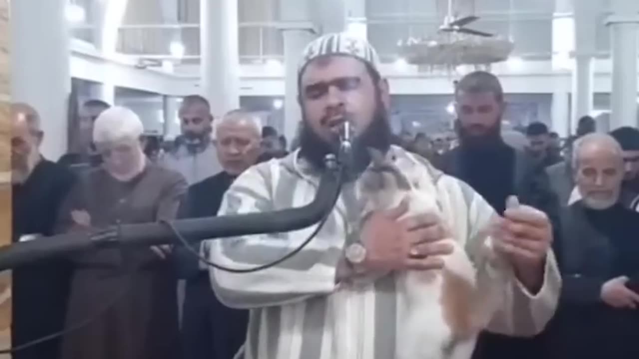 A Cat jumped up the IMAM