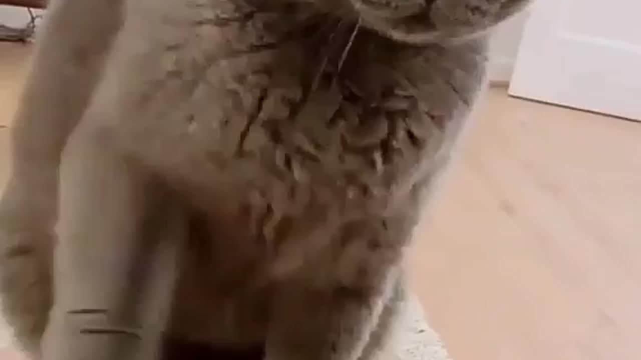 Cat engry funny video 🐈😺