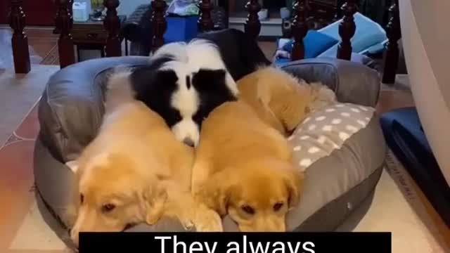 Dogs sharing bed So adorable 🥺 #short #dogs