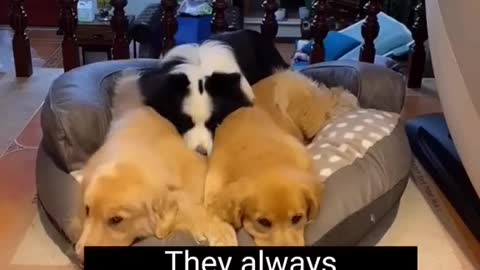 Dogs sharing bed So adorable 🥺 #short #dogs