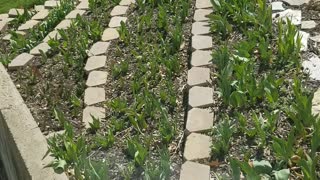 Daffodils and Tulips