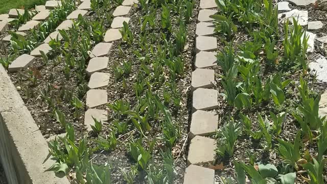 Daffodils and Tulips