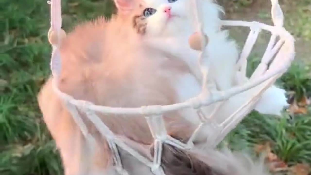 Cute catš„°