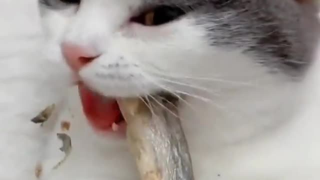 Cute Cat Eating Dry Fish ASMR