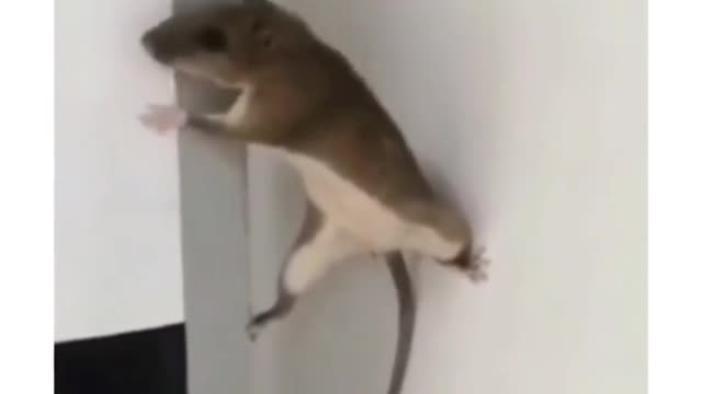 Funny cat and mouse fight