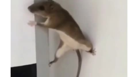 Funny cat and mouse fight