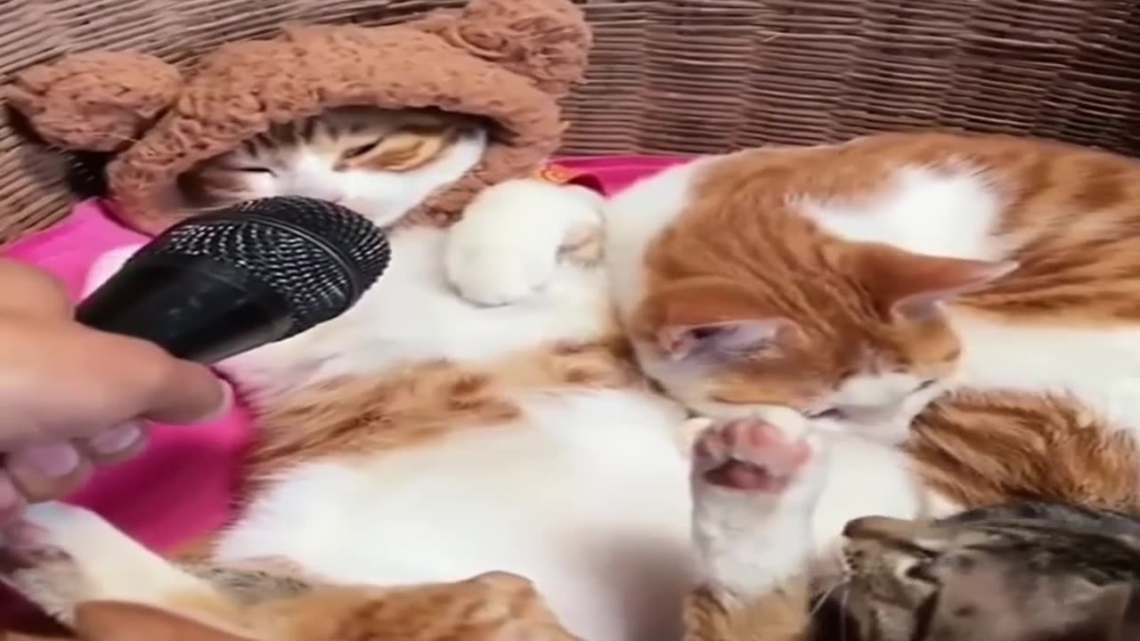 Funny cats