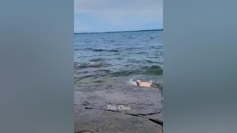 Animal Funny video 😂😂