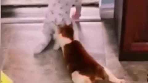 Funny pet video, 😹