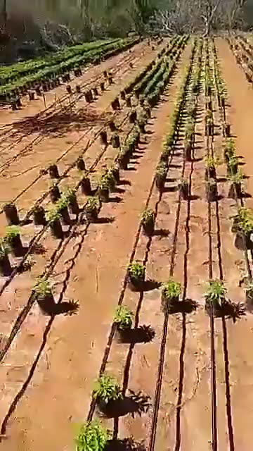 Agora já sei porque querem liberar a erva , vejam , assentamento do MST em Jacobina BA.