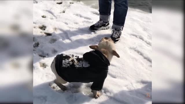 dog funny video