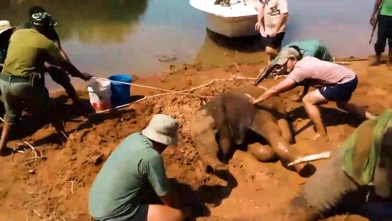 Animals that needed help from human beings