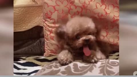 Funny Dog 😍🐶😻 Funniest Animals 2023
