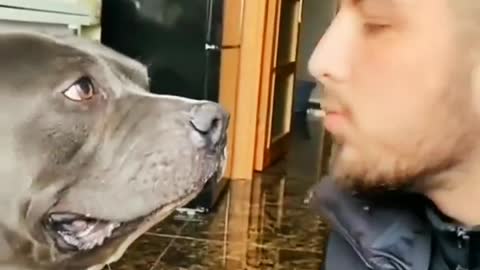 Dog Funny Collection, Dog Funny Moments