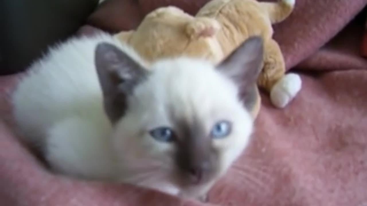 Kitten Crying Because She Is So Tired