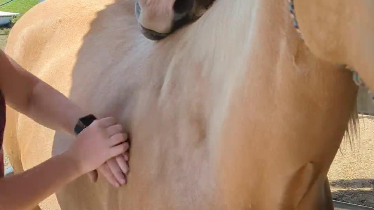 Horse Just Wants To Help