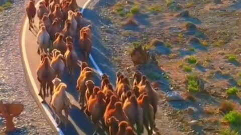 #camel
