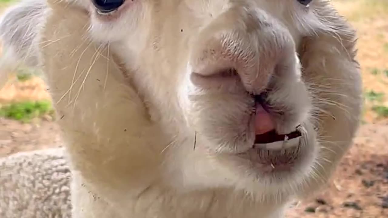 Super Cute Alpaca Munchin' Away!