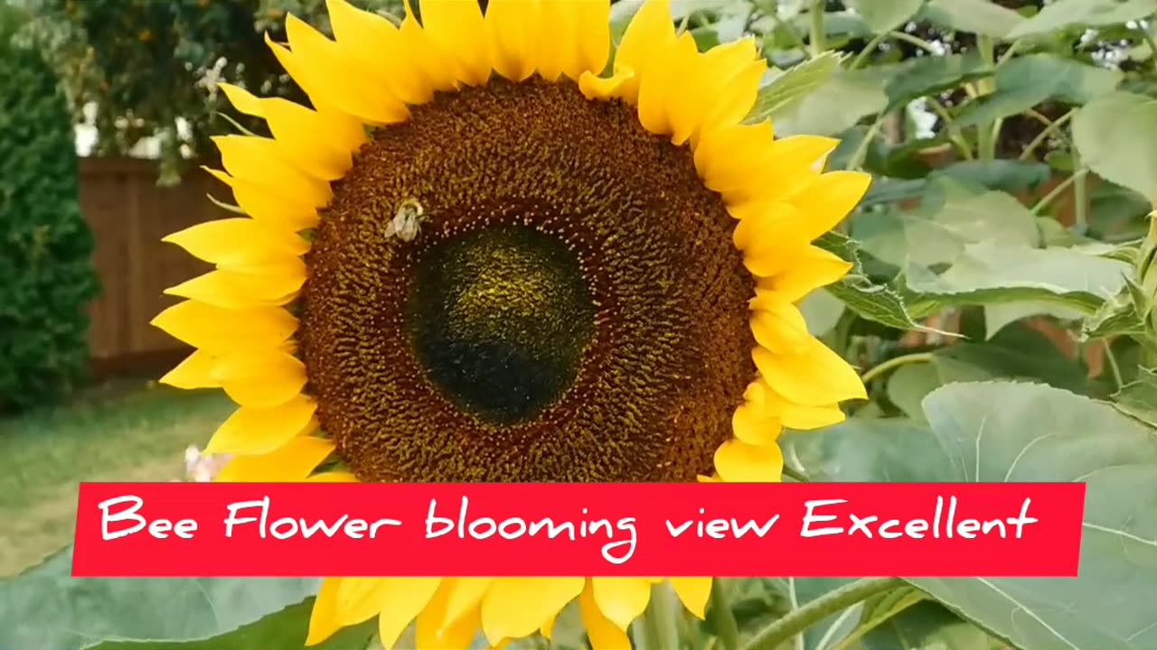 Bee flower