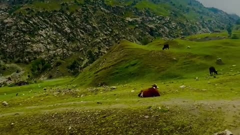 Naltar Valley beautiful view of Pakistan