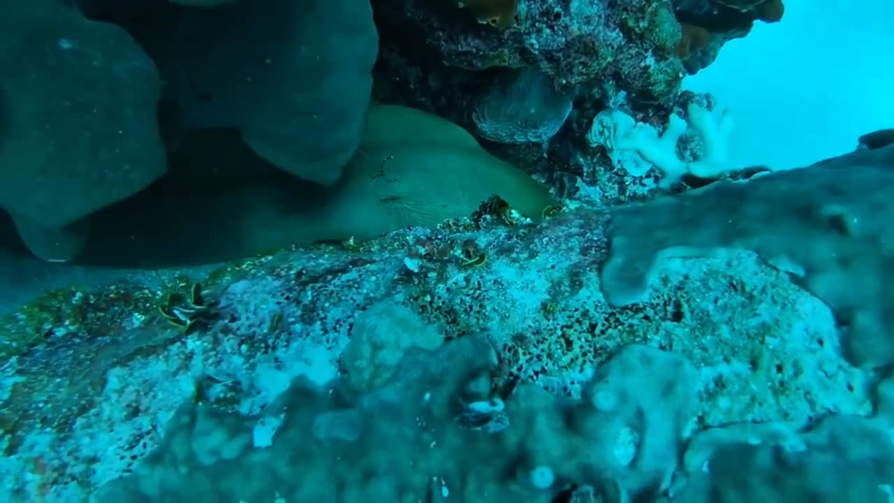 Green Moray Eel hiding in the reef