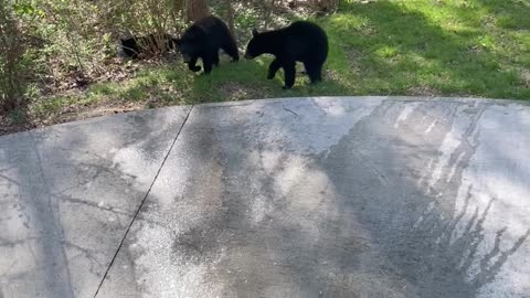 Mama Bear and Cubs Raid Family's Cooler