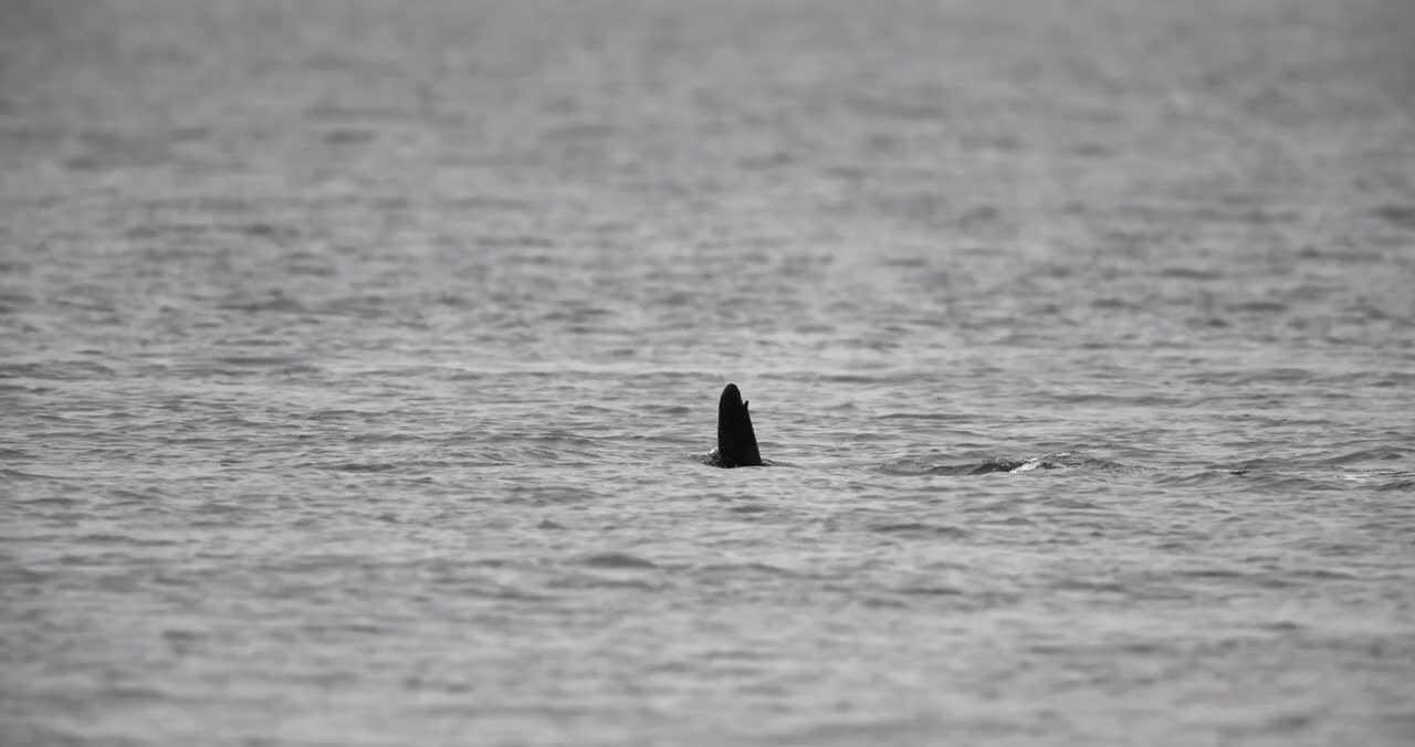 Orca Surfacing and Blowing