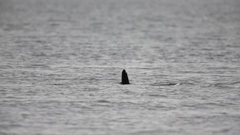 Orca Surfacing and Blowing