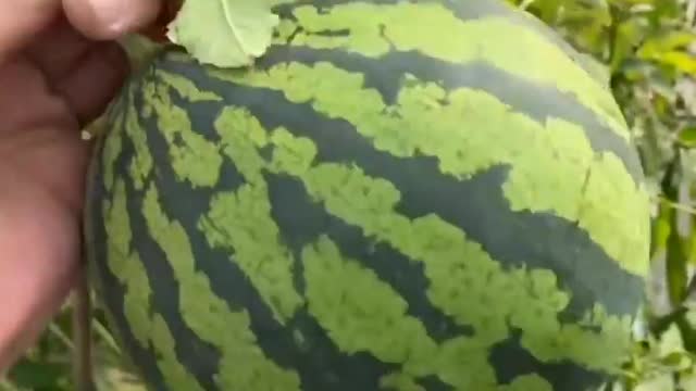 Trending funny 😆1