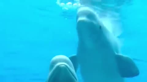 Beluga Whale 🐳 One Of The Most Beautiful Sea Creatures #shorts