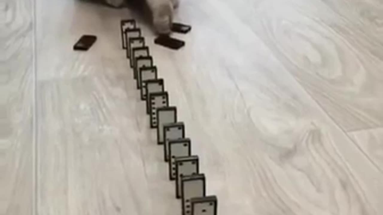 Cute cat play dominoes