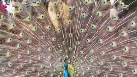 Beauty Of Peacock