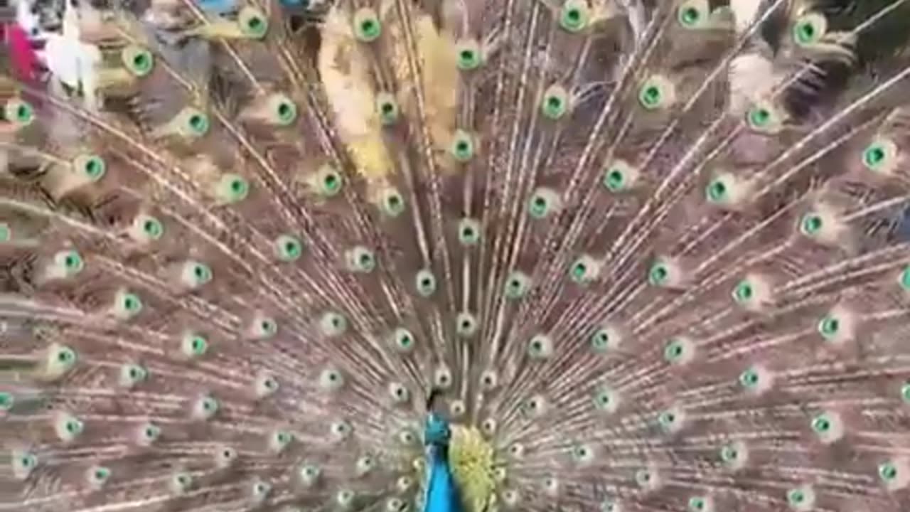 Beauty Of Peacock