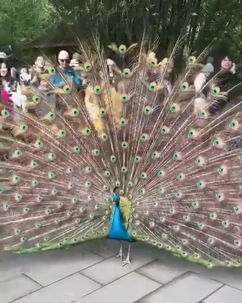 Beauty Of Peacock