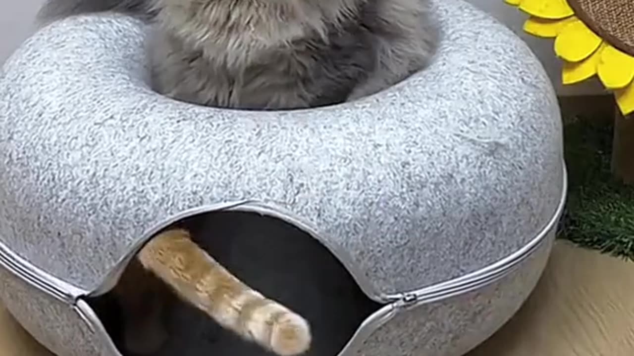 "How to Have a Laugh Attack: Watch This Hilarious Cat Compilation!"