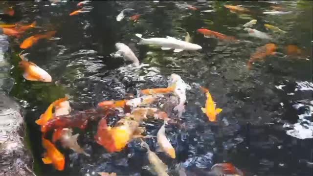 Fish swimming in the water