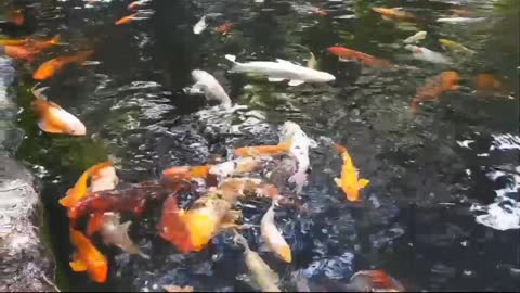 Fish swimming in the water