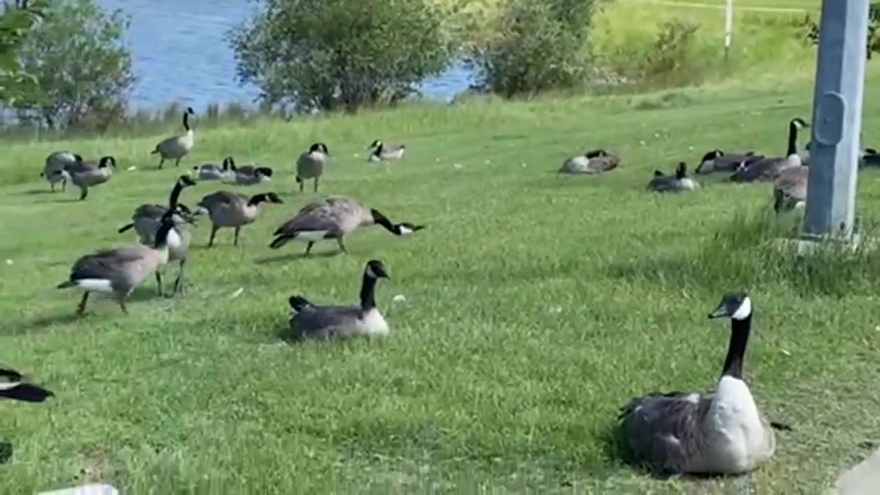 Nature and bird: Geese napping and sun tanning