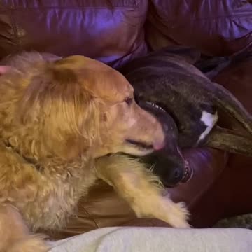 ADORABLE DOGS LOVE EACH OTHER.mp4