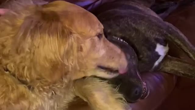 ADORABLE DOGS LOVE EACH OTHER.mp4