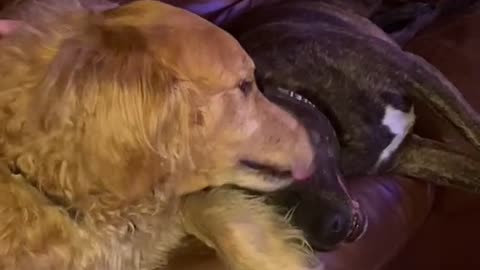 ADORABLE DOGS LOVE EACH OTHER.mp4